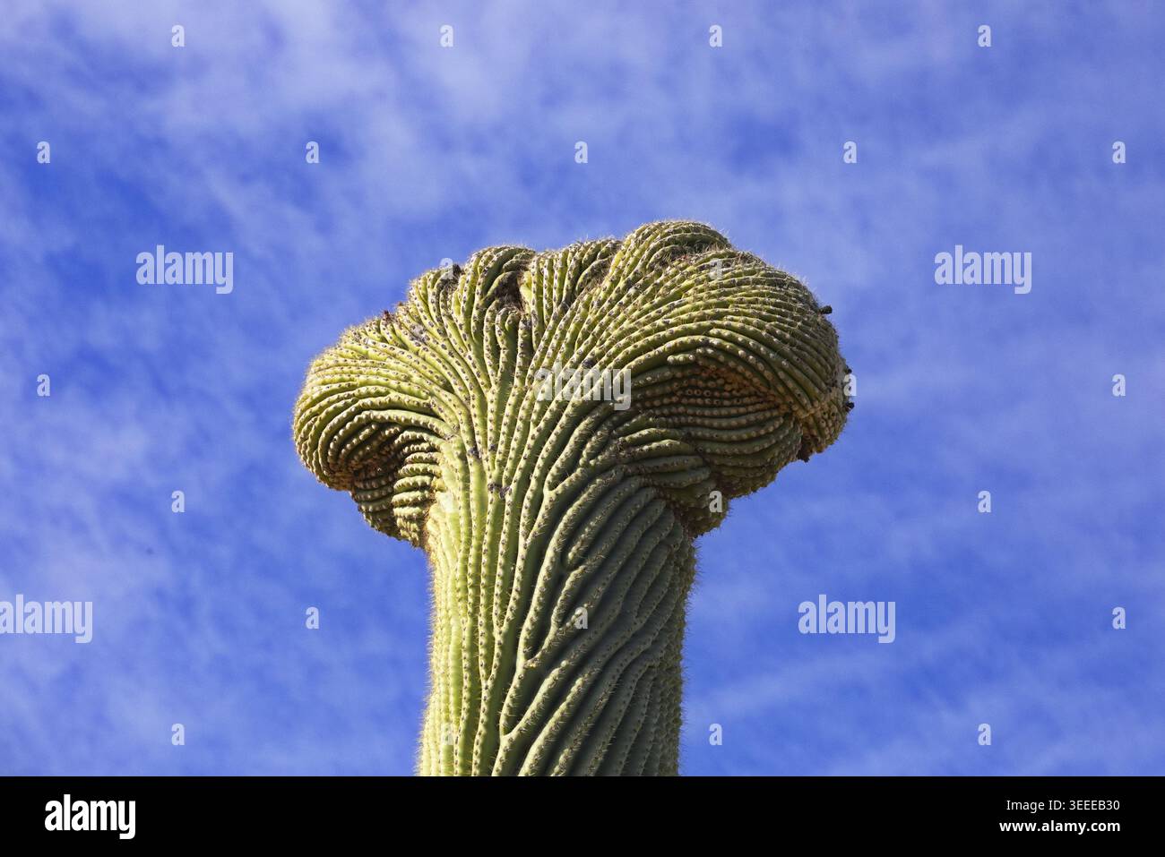 Closeup of rare Crested Saguaro cactus, a fan-like mutation of the ...