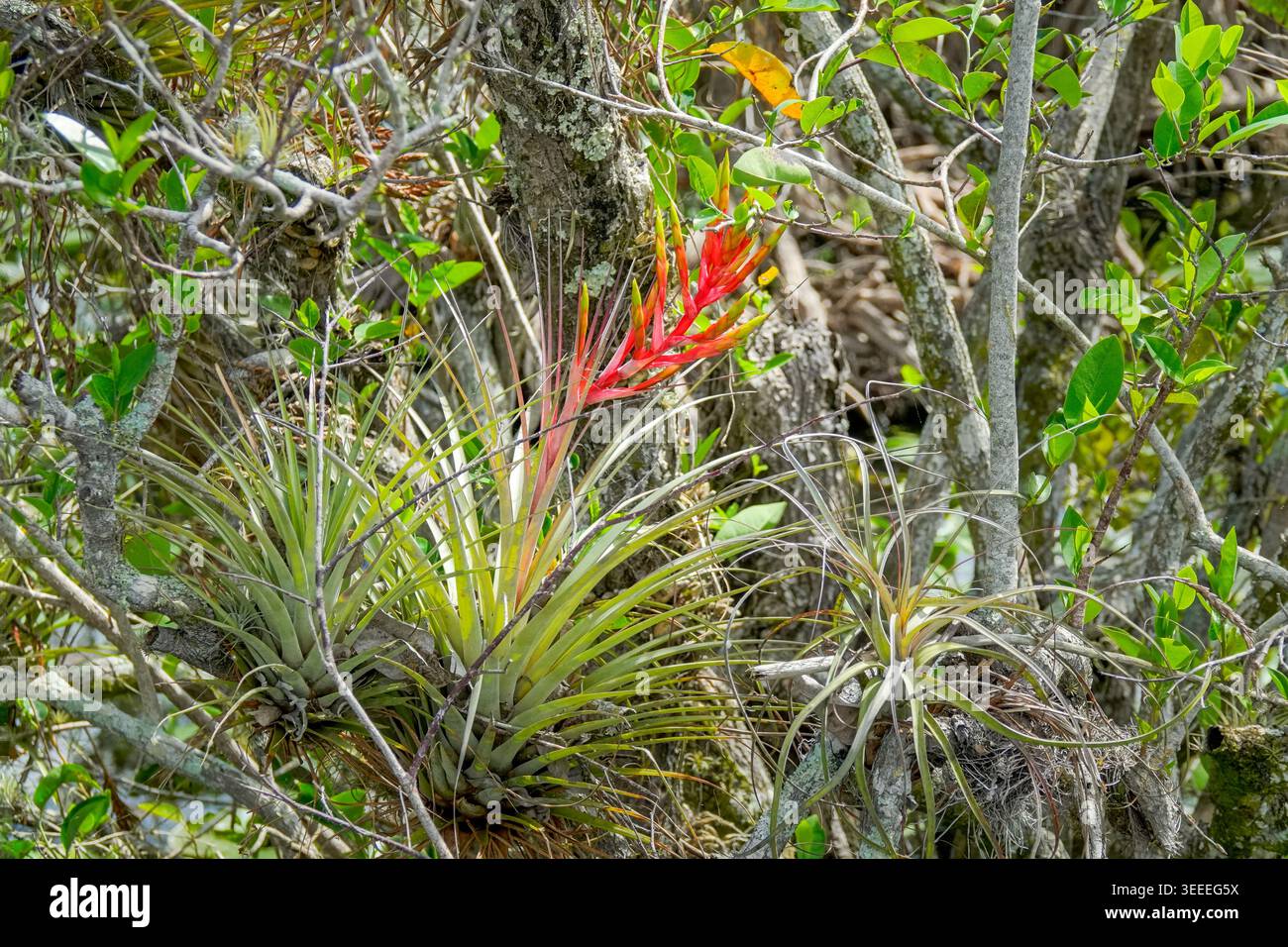 Tillandsia in everglades national park hi-res stock photography and images  - Alamy