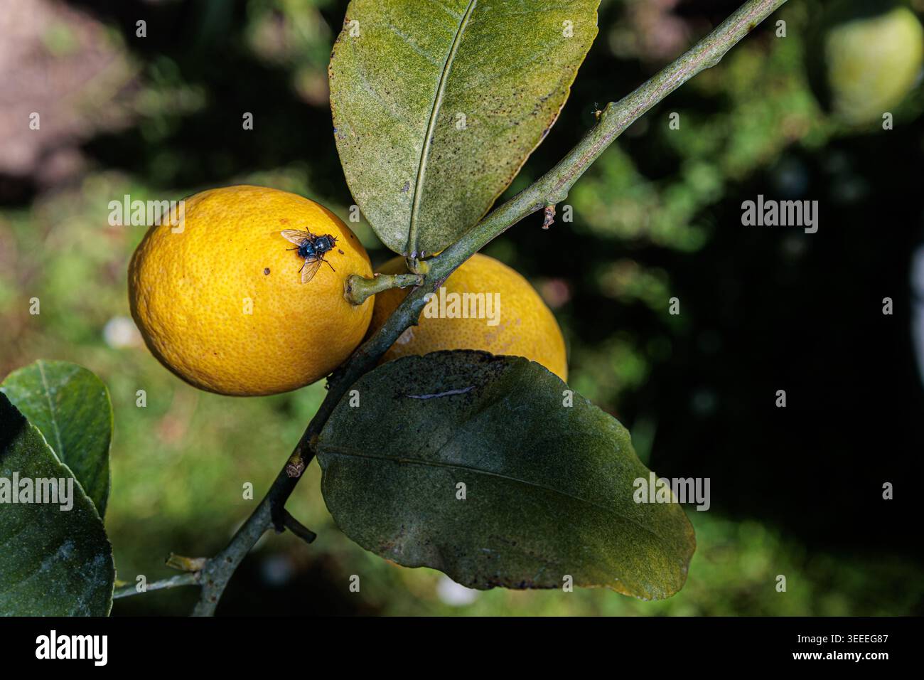 Ripe yellow lemons hang from a leafy branch with a small fly on the skin, set against a blurred green garden background in bright natural sunlight, ev Stock Photo