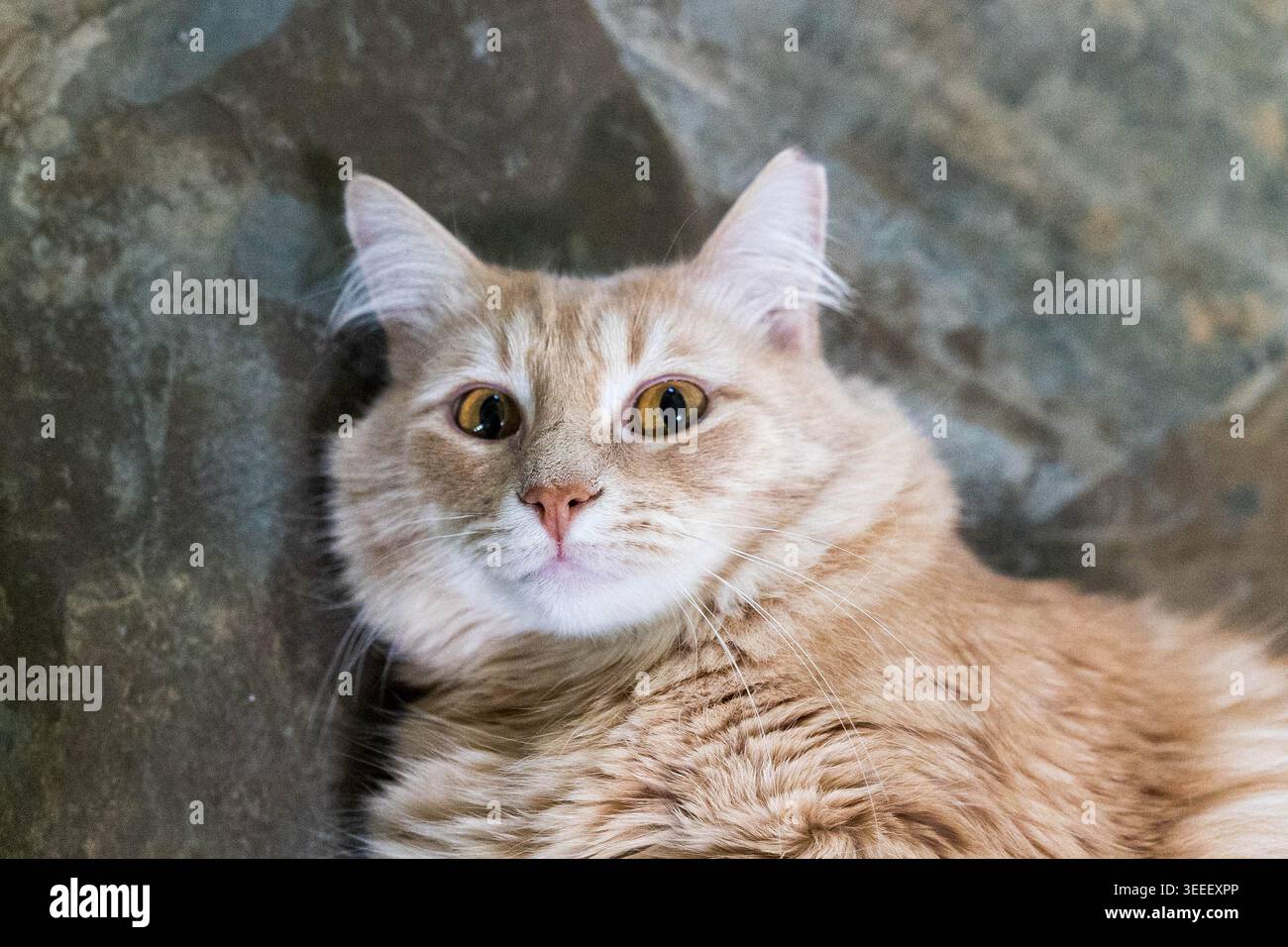 Cute ginger cat relaxing peacefully at home. Stock Photo