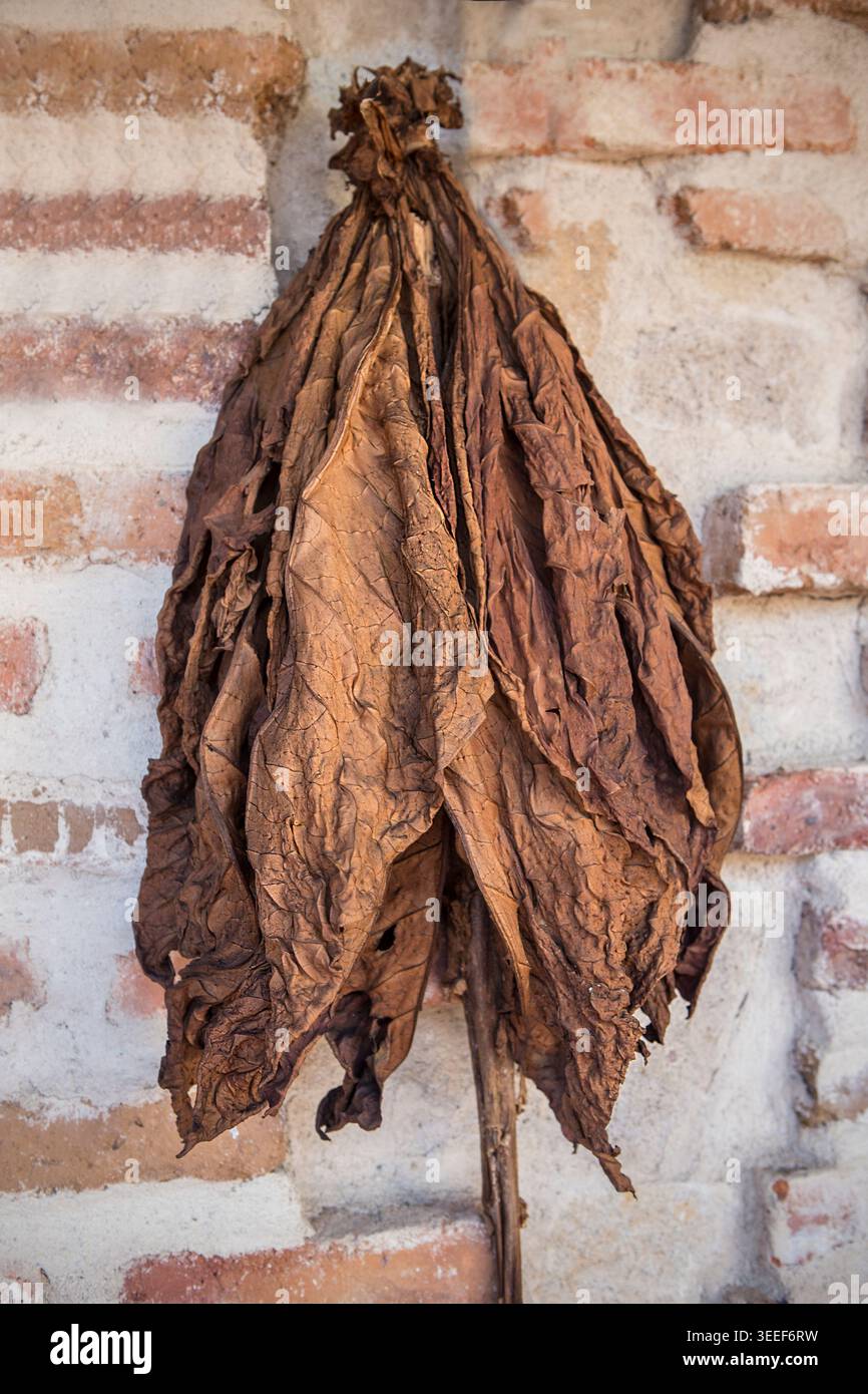stripping tobacco leaves Stripping tobacco leaves hi-res stock photography and images