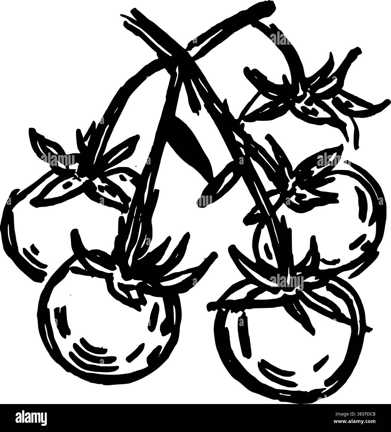 Hand Drawn Cherry Tomatoes on Vine Vector Drawing Stock Vector