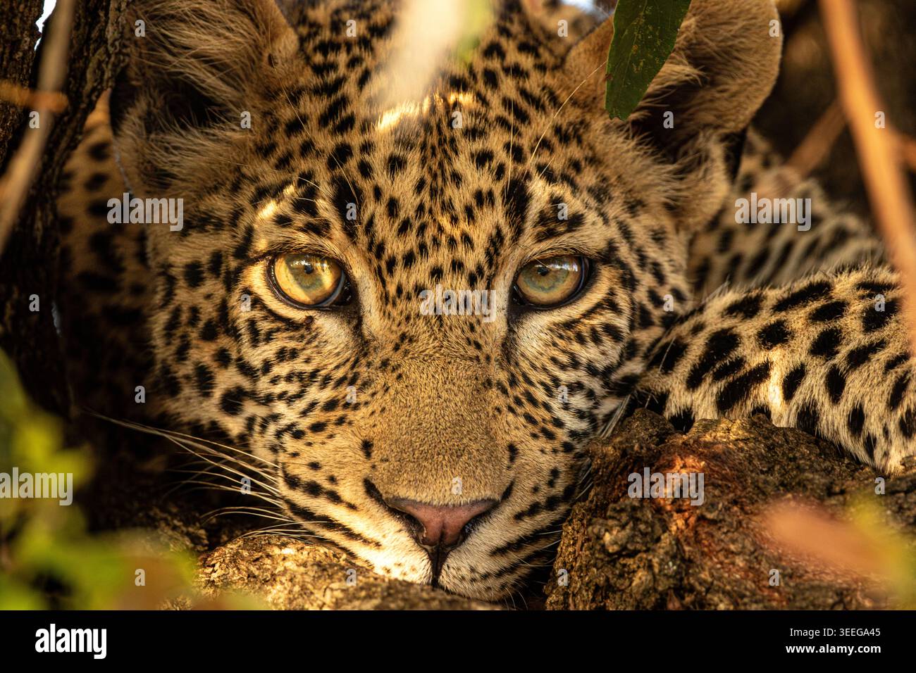 Close-up of male leopard face turned left Stock Photo - Alamy