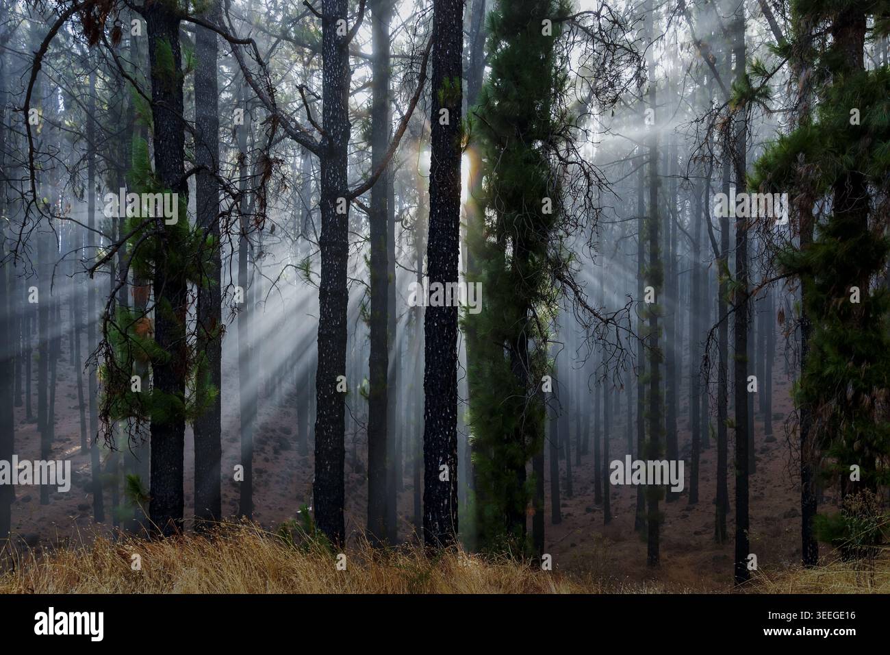 Sun rays shining through misty pine forest with atmospheric fog and ...