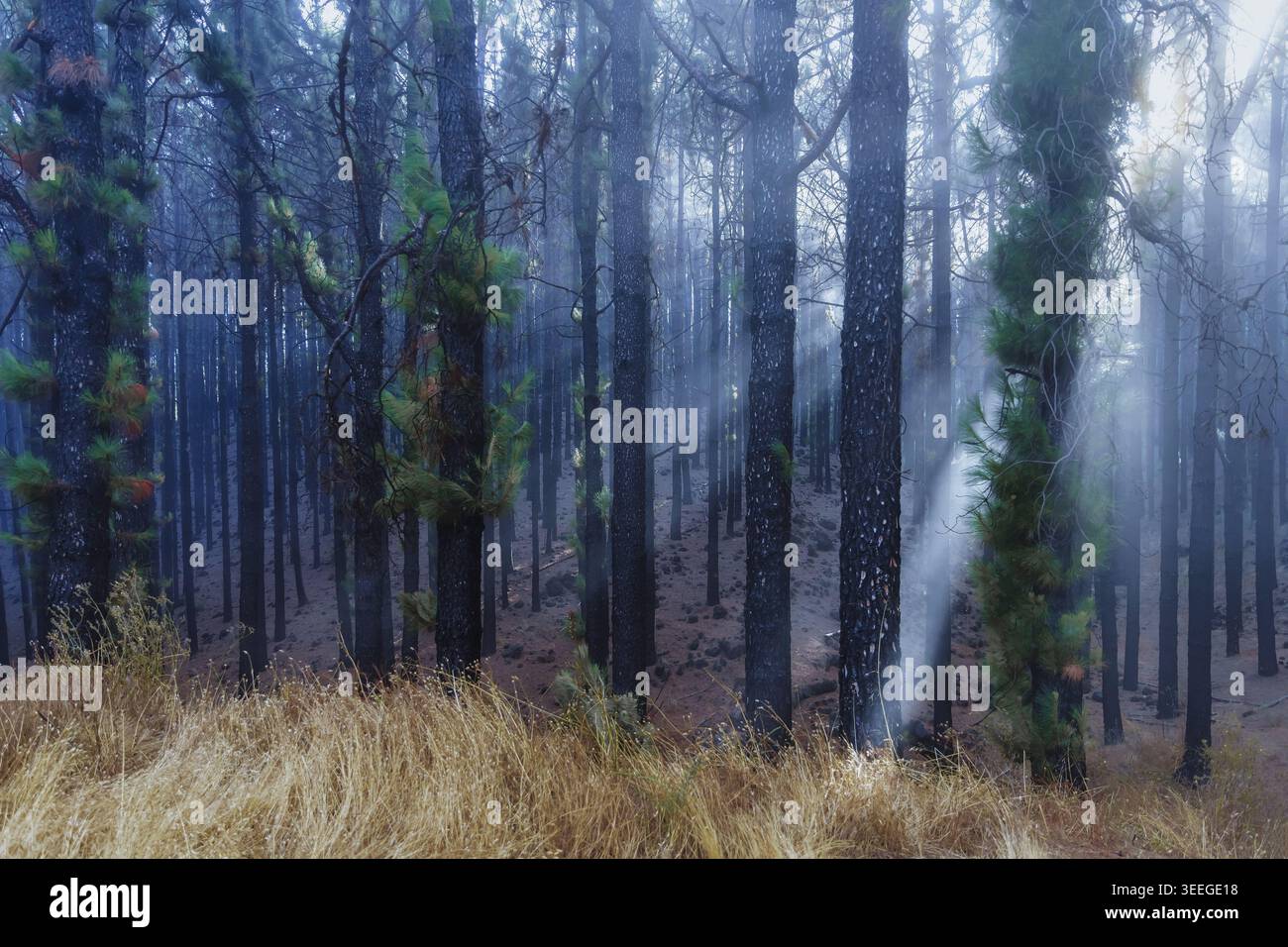 Sun rays shining through misty pine forest with atmospheric fog and ...
