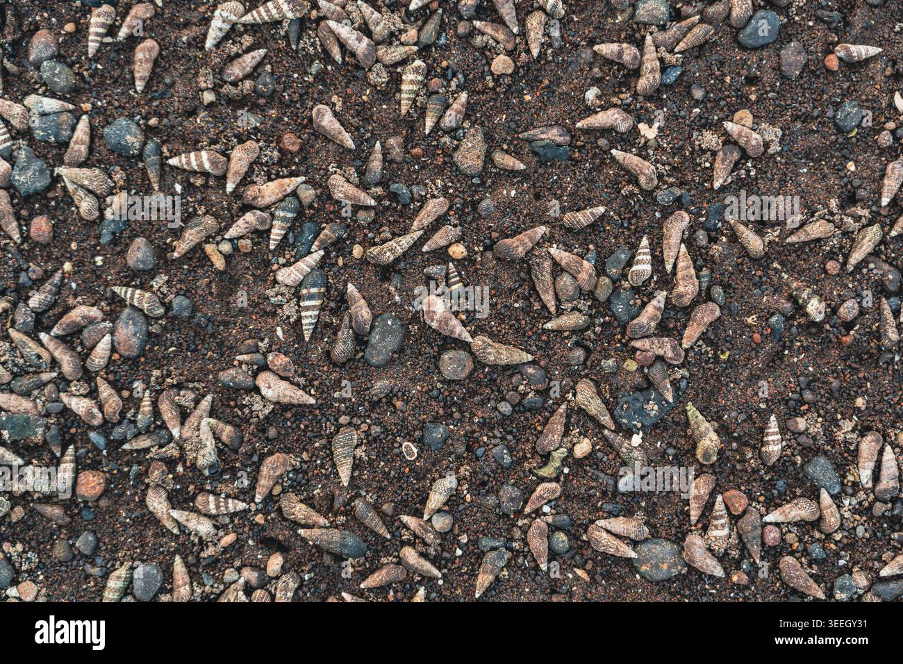 Seashells on Dark Beach Sand Stock Photo