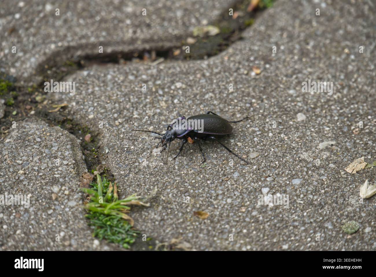 Large black beetle hi-res stock photography and images - Alamy