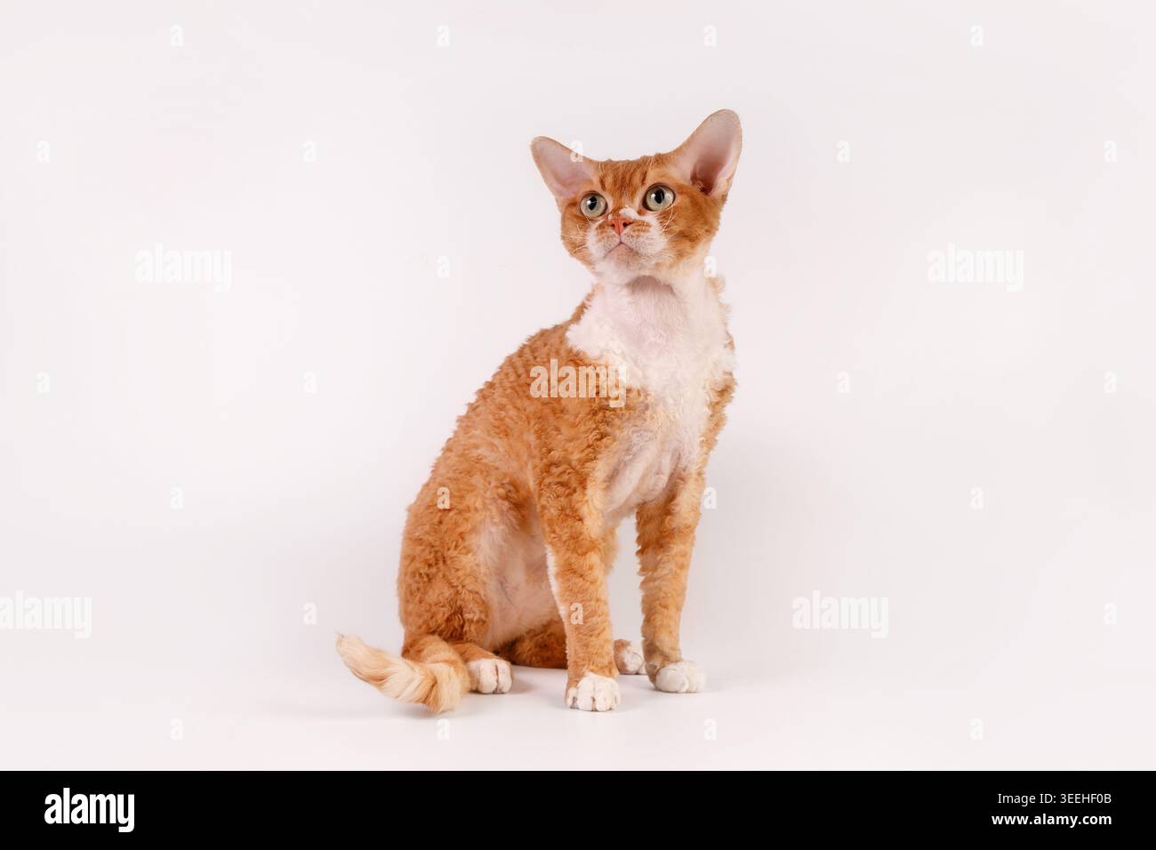 Red Devon Rex Cat Sitting and Looking Up on White Stock Photo