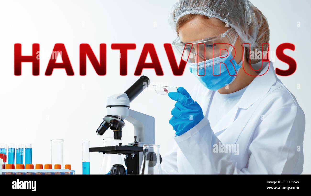 Research on hantavirus in a lab setting with a scientist examining samples under a microscope Stock Photo