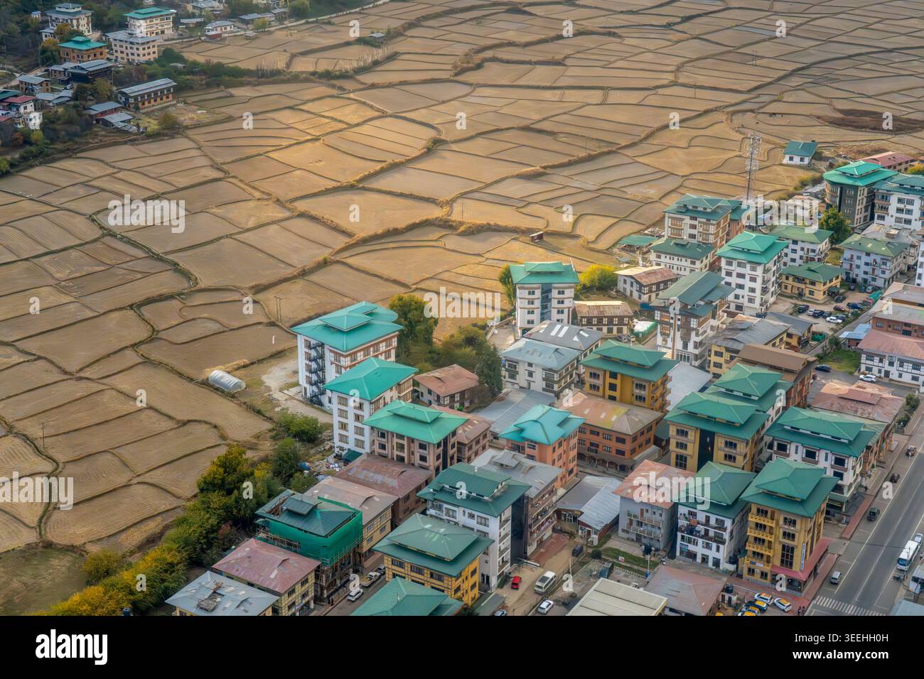 Aerial view of traditional buildings with green roofs bordering vast terraced agricultural fields under warm sunlight in Paro, Paro, Bhutan. Stock Photo