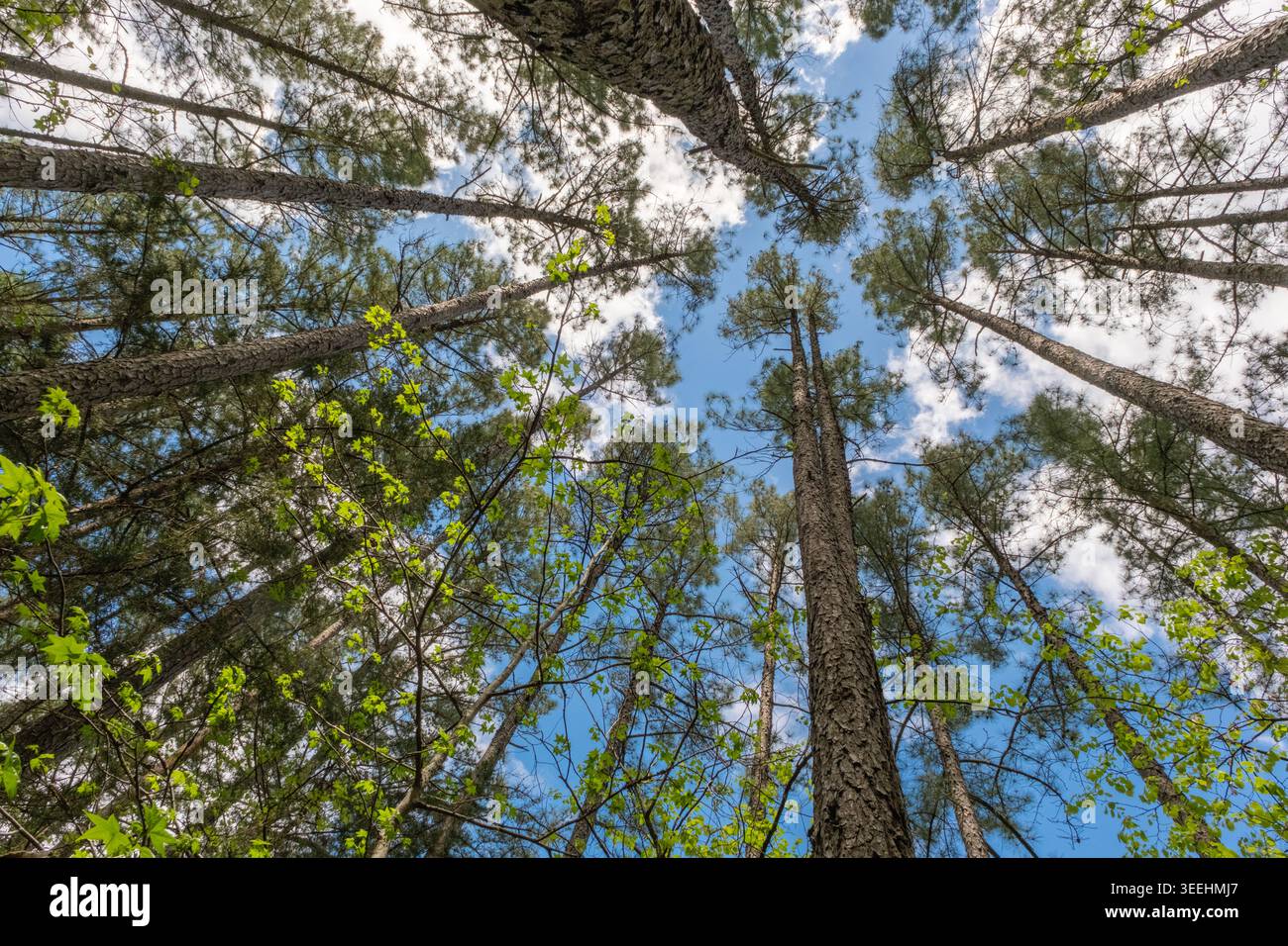 Looking up through tall pine trees Stock Photo