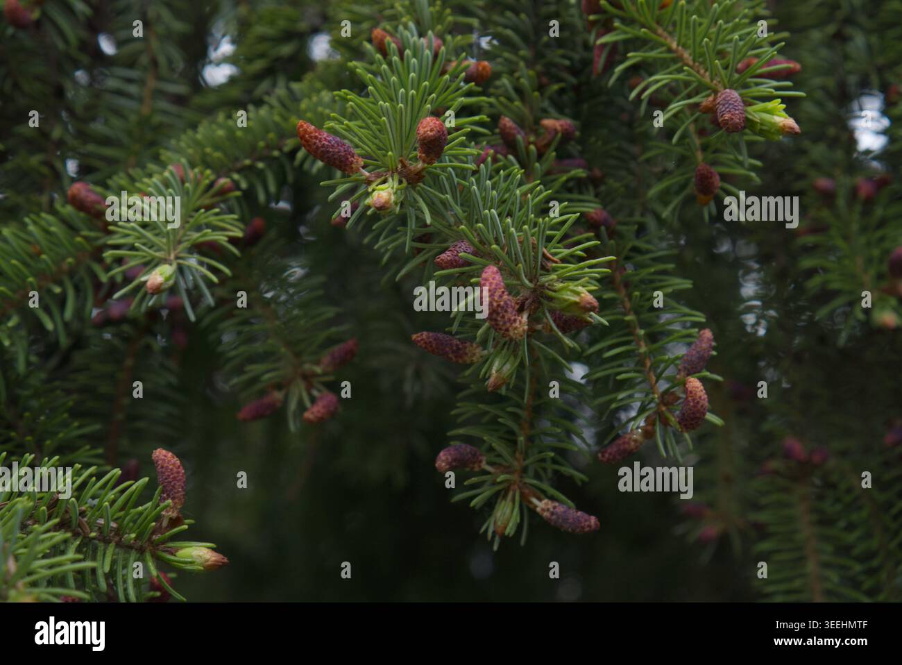 Young red cones on spruce branches in spring. Stock Photo