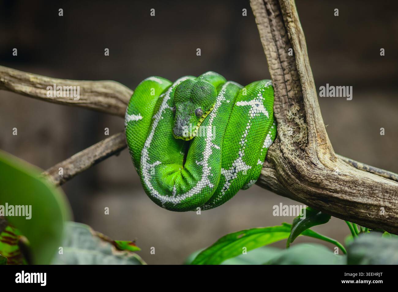 Closeup of a green tree python coiled around a branch Stock Photo