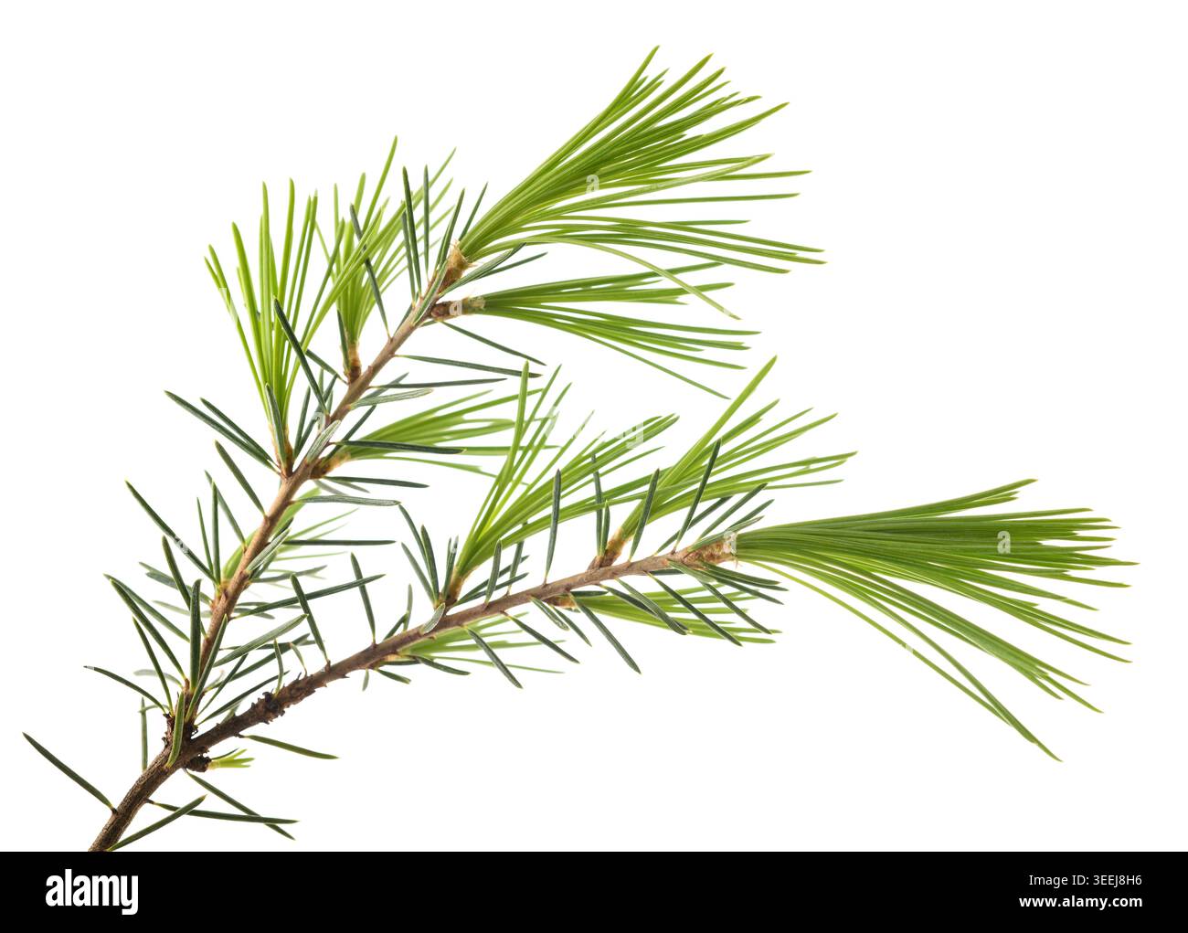 Cedrus deodara branch isolated on white Stock Photo