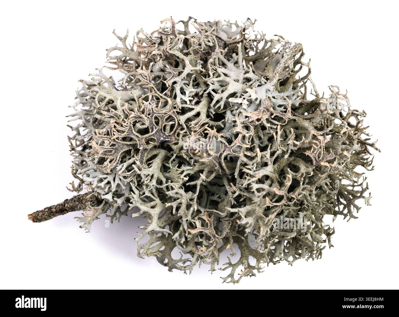 Iceland moss on a branch isolated on white background Stock Photo