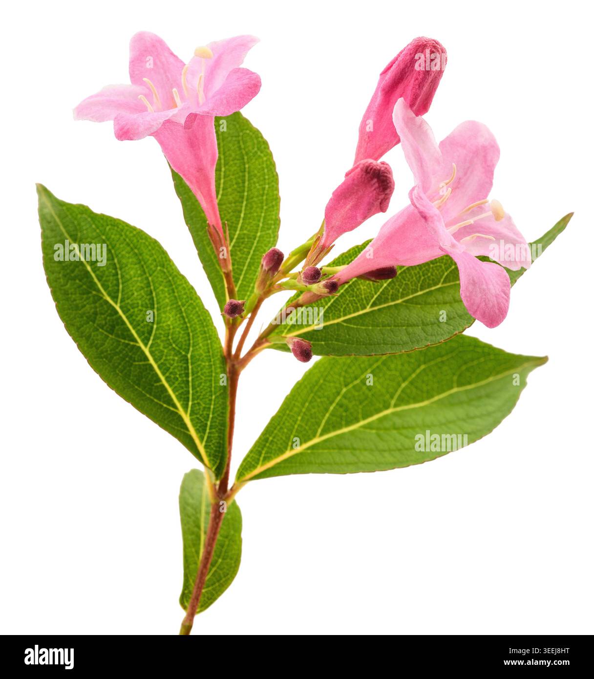 Weigela flowers  isolated on white Stock Photo