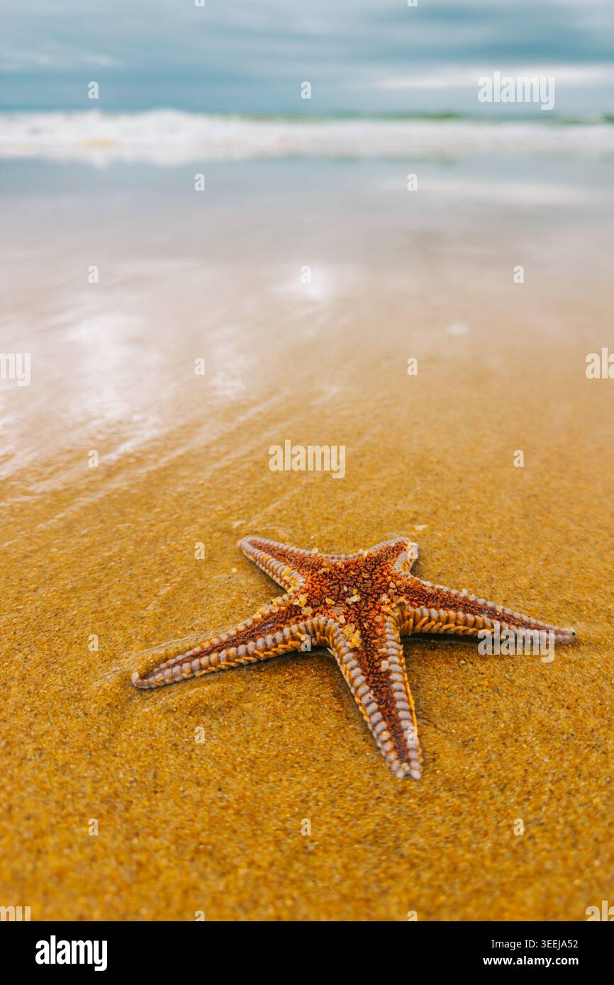 Starfish lying on smooth wet sand with soft ocean waves and cloudy sky in the background. Stock Photo