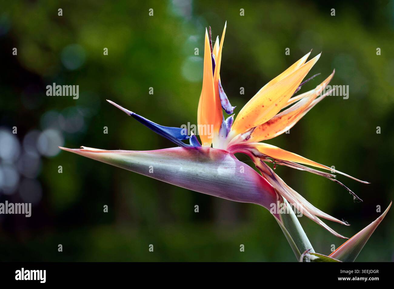 Strelizie hi-res stock photography and images - Alamy