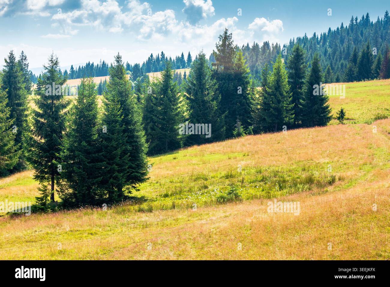 view of a hillside of mountain range with coniferous forest and meadow. peaceful carpathian mountain landscape on a sunny summer day. nice picture for Stock Photo