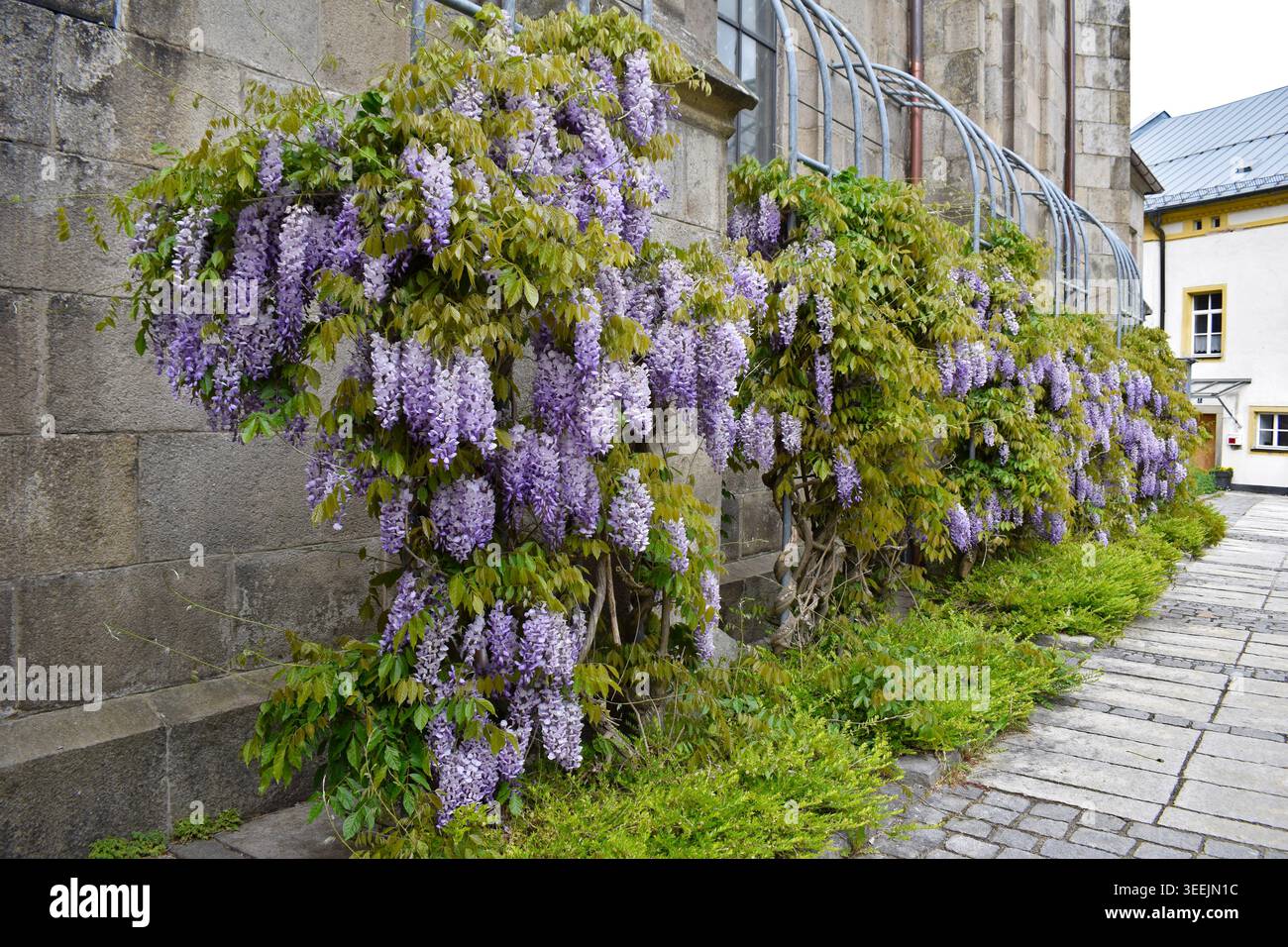 Blauregen glyzinie hi-res stock photography and images - Alamy