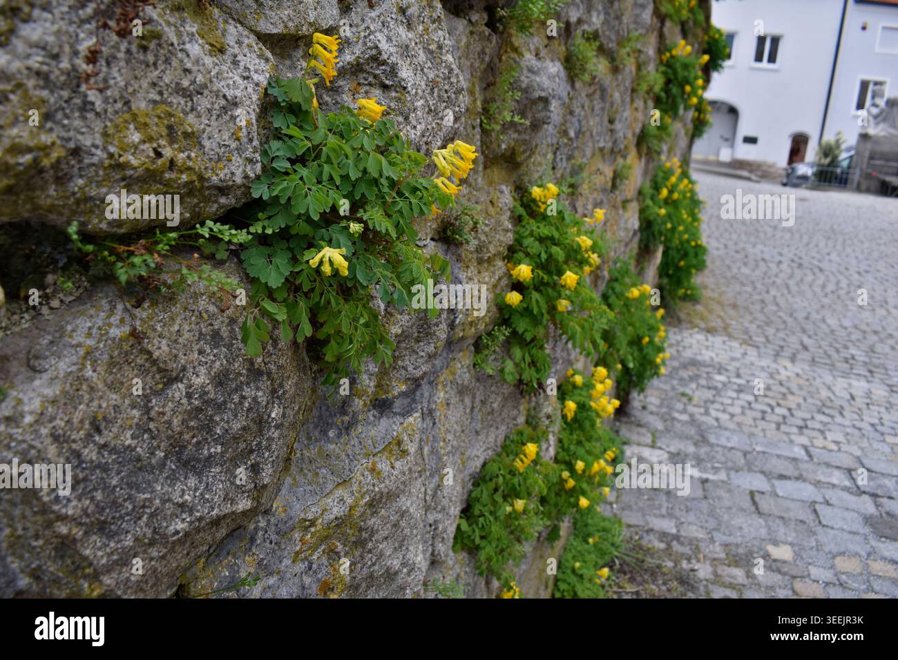 Gelber Scheinlerchensporn an der Mauer, Stock Photo