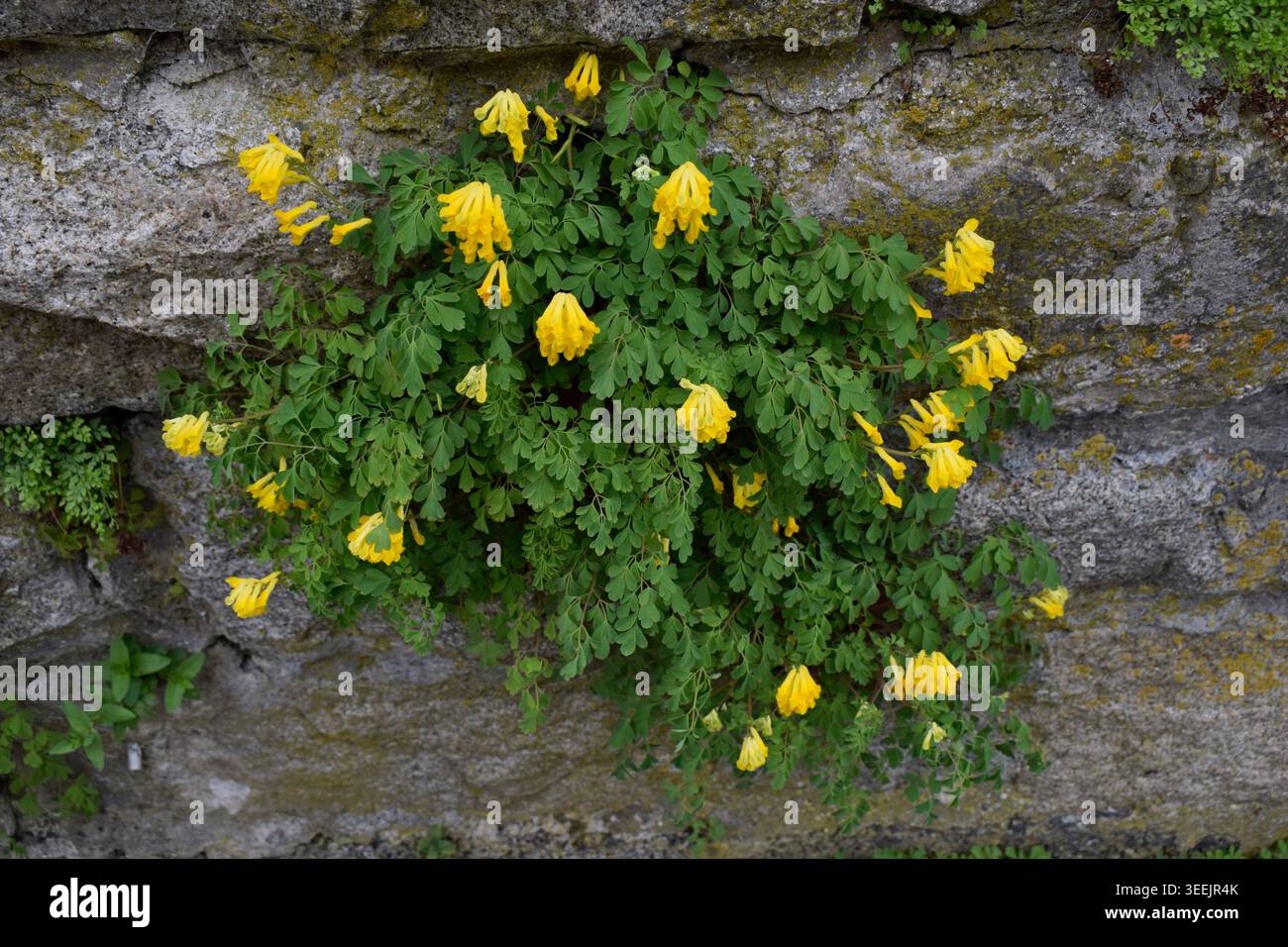 Gelber Scheinlerchensporn an der Mauer, Stock Photo