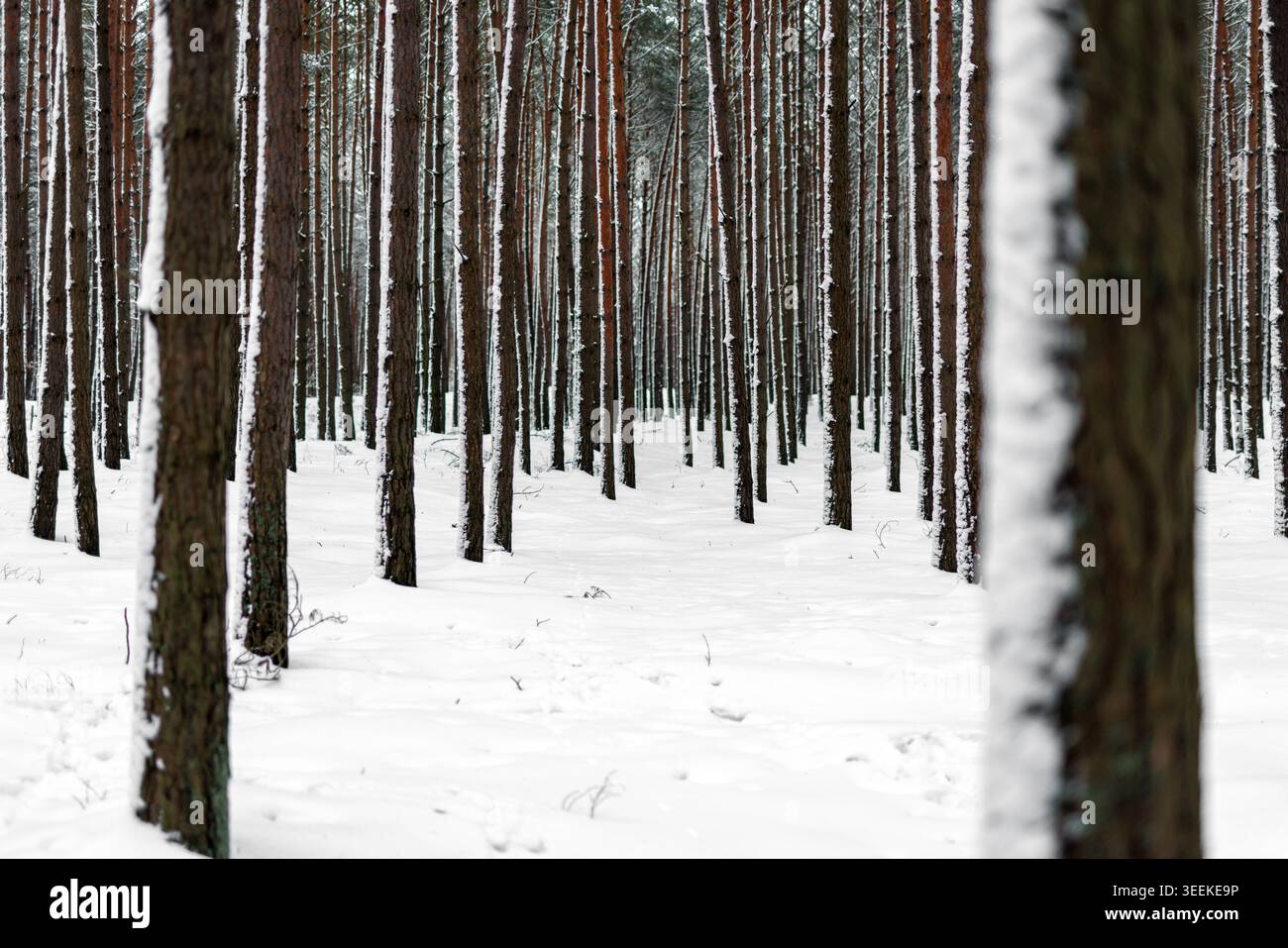 Vertical pine tree trunks in a snow-covered winter forest. Stock Photo