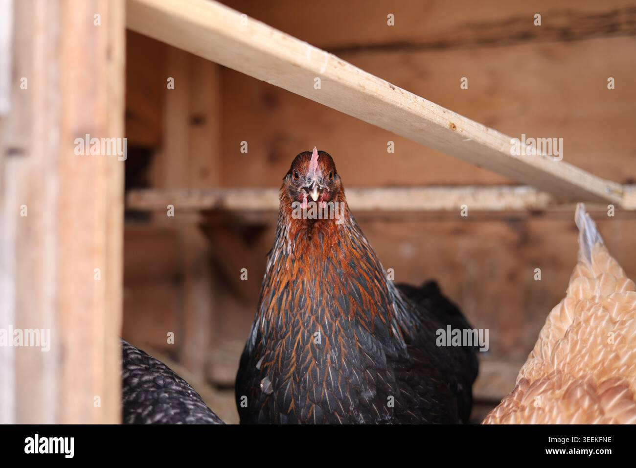 Adult domestic chicken (Gallus gallus domesticus) standing alert inside ...