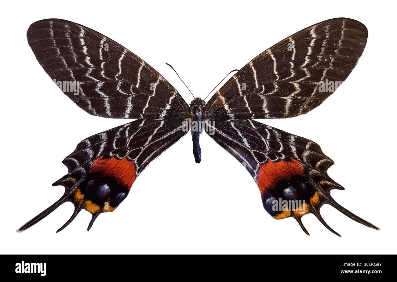 Bhutanitis hi-res stock photography and images - Alamy