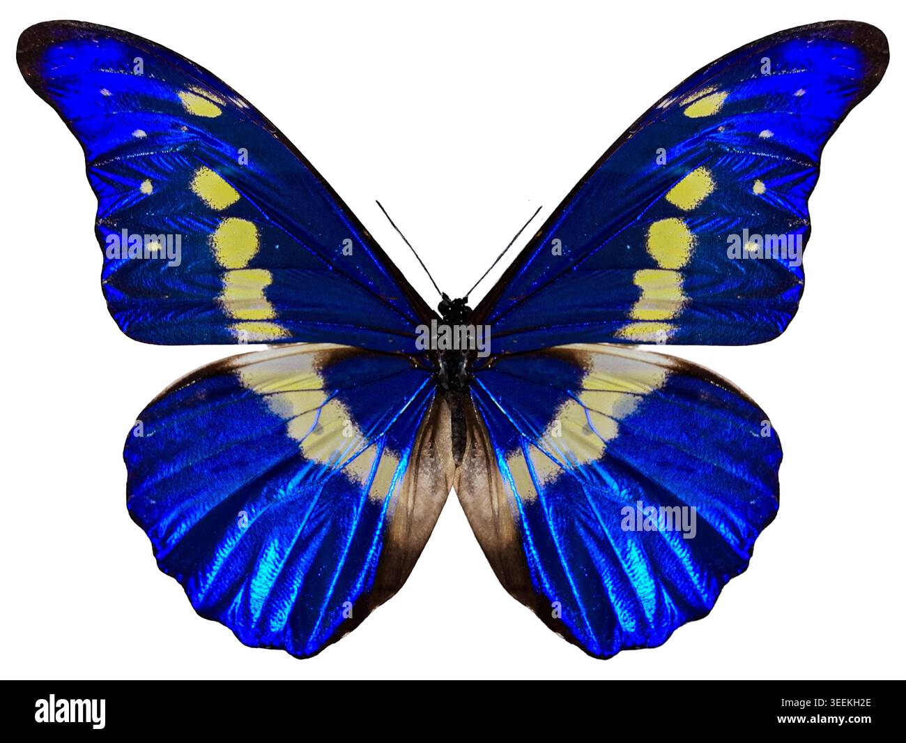 Morpho helena hi-res stock photography and images - Alamy