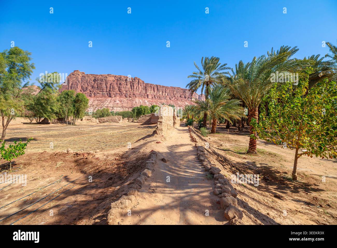 Saudi arabian desert plants hi-res stock photography and images - Alamy