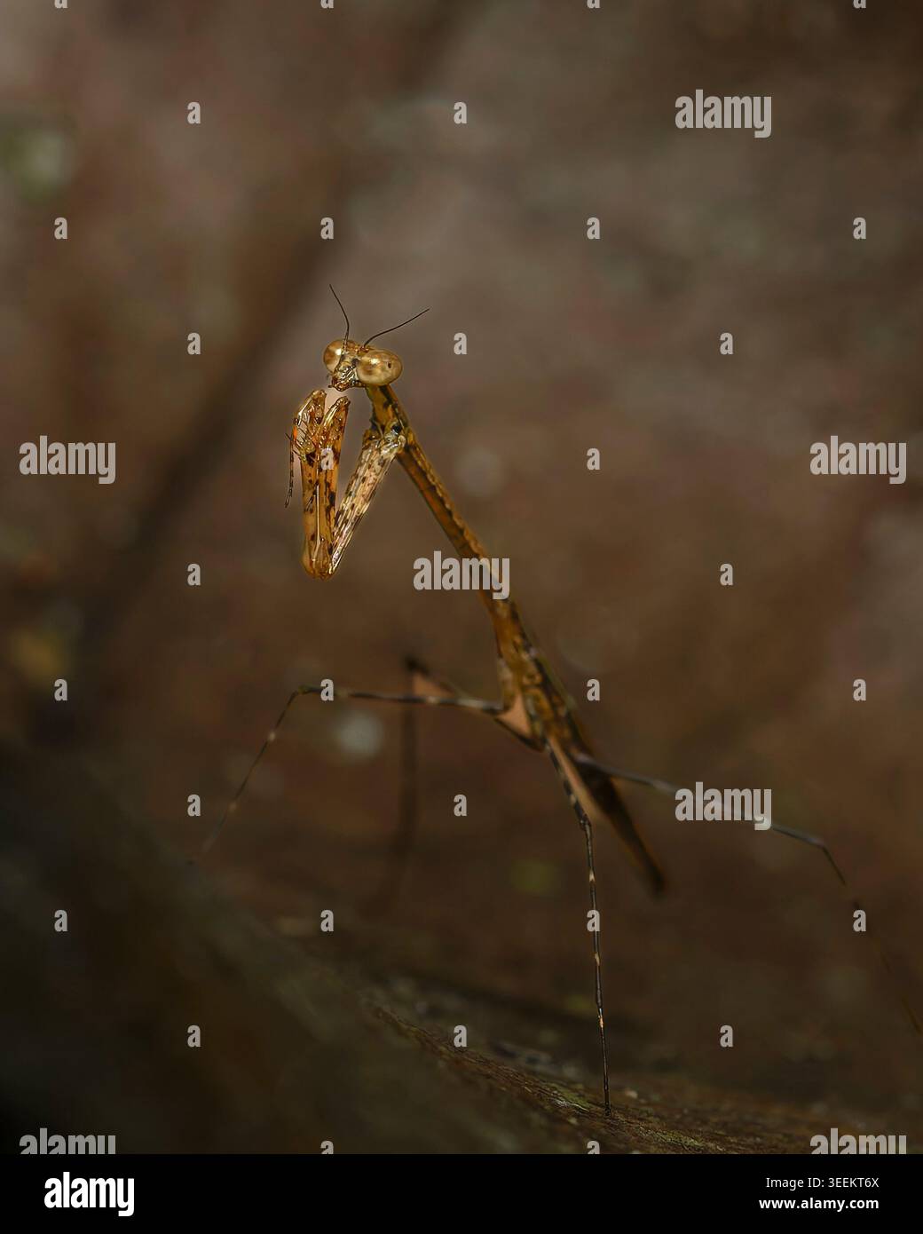 Praying mantis (Mantodea) lateral portrait with raptorial forelegs ...