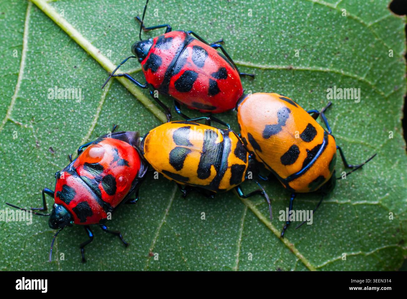 April 30, 2026, Nairobi, Kenya: Bandit bugs seen mating on a plant ...