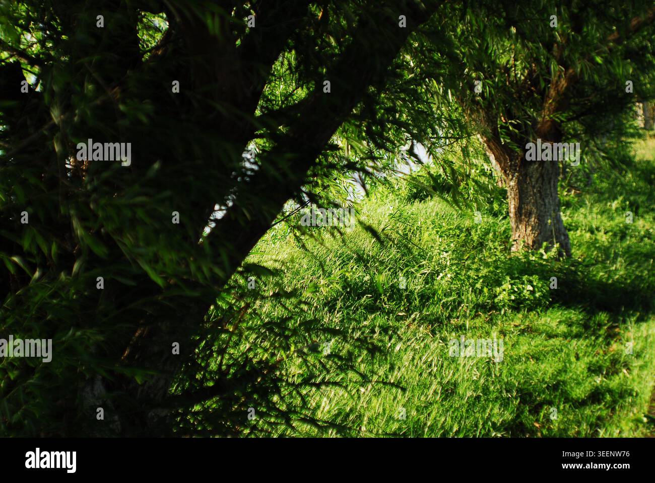 A view looking up through the branches of a large willow tree, showing dense green foliage and dappled sunlight. Stock Photo