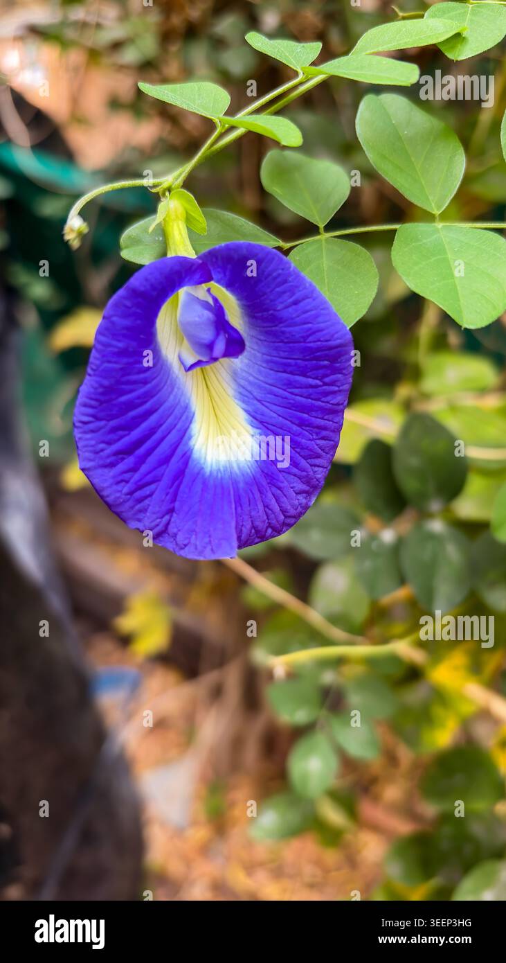 Aparajita hi-res stock photography and images - Alamy