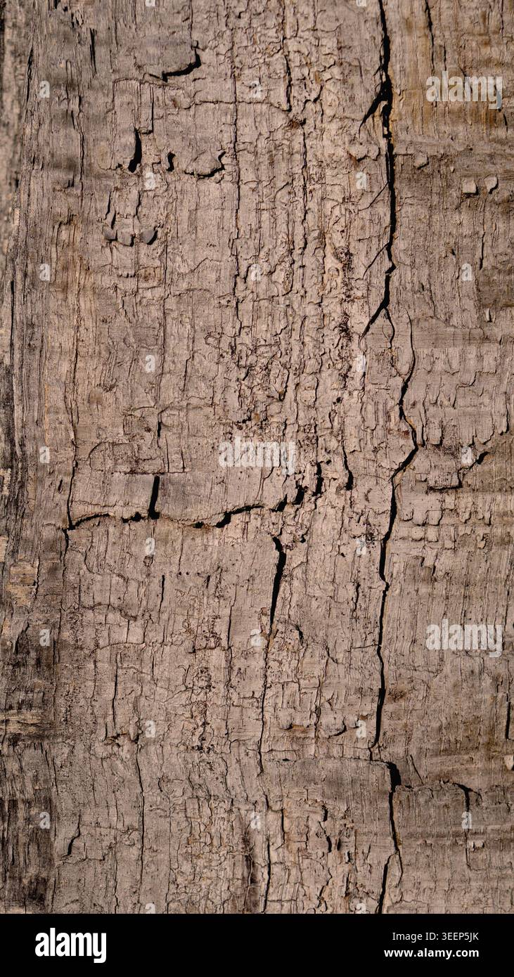 Weathered old grey wood texture with deep vertical cracks Stock Photo