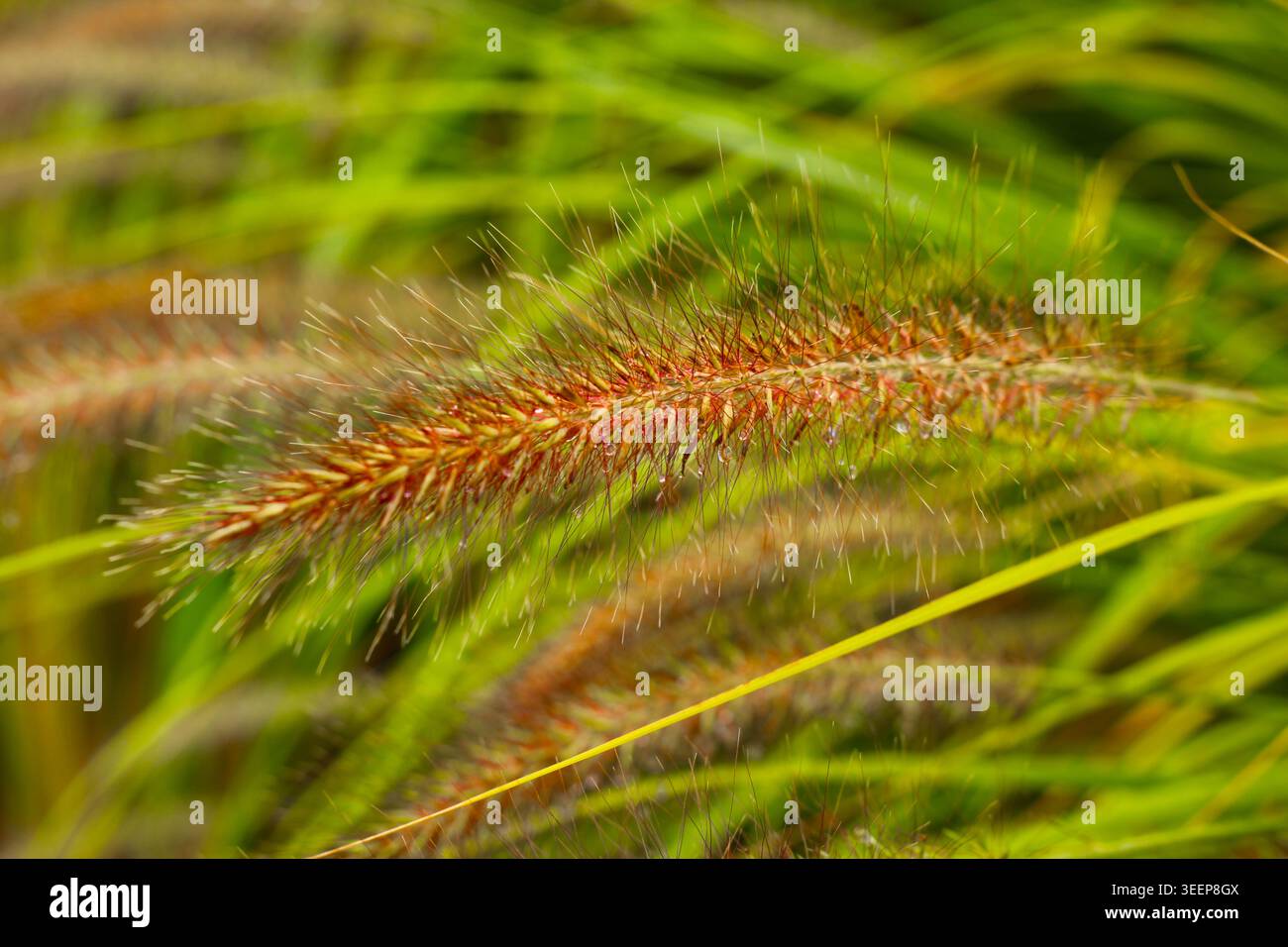 Foxtail grass autumn hi-res stock photography and images - Alamy