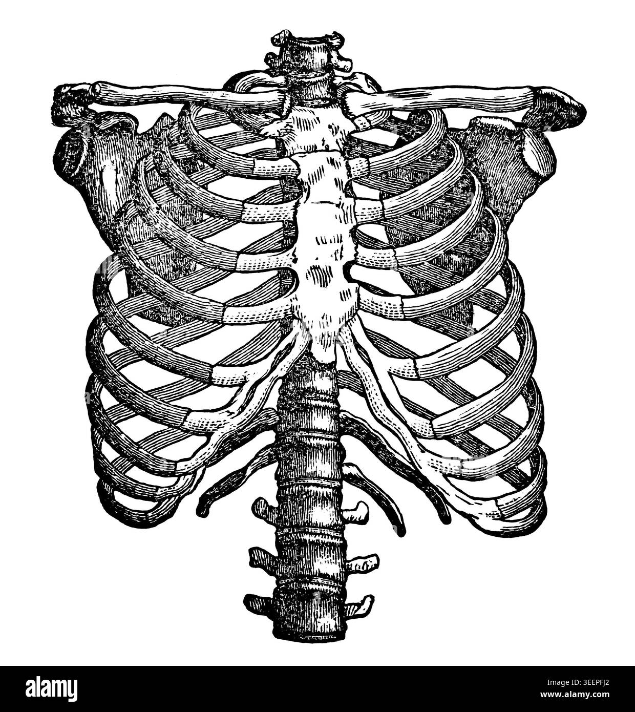 Antique anatomical illustration showing the anterior view of the human ...