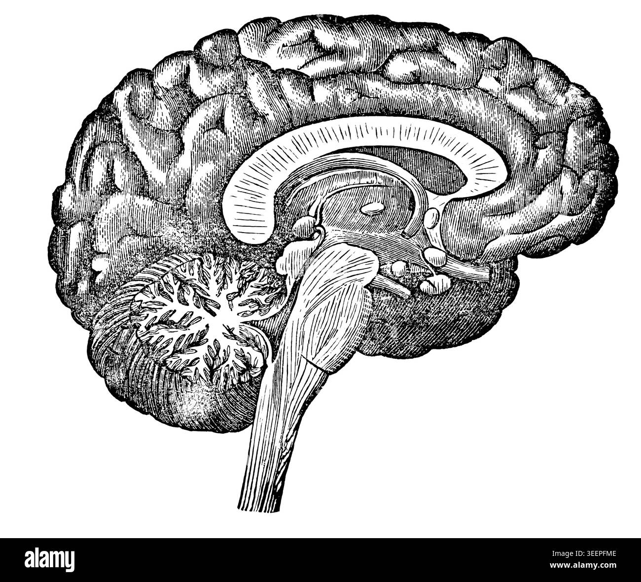 Sagittal section of the human brain Black and White Stock Photos ...