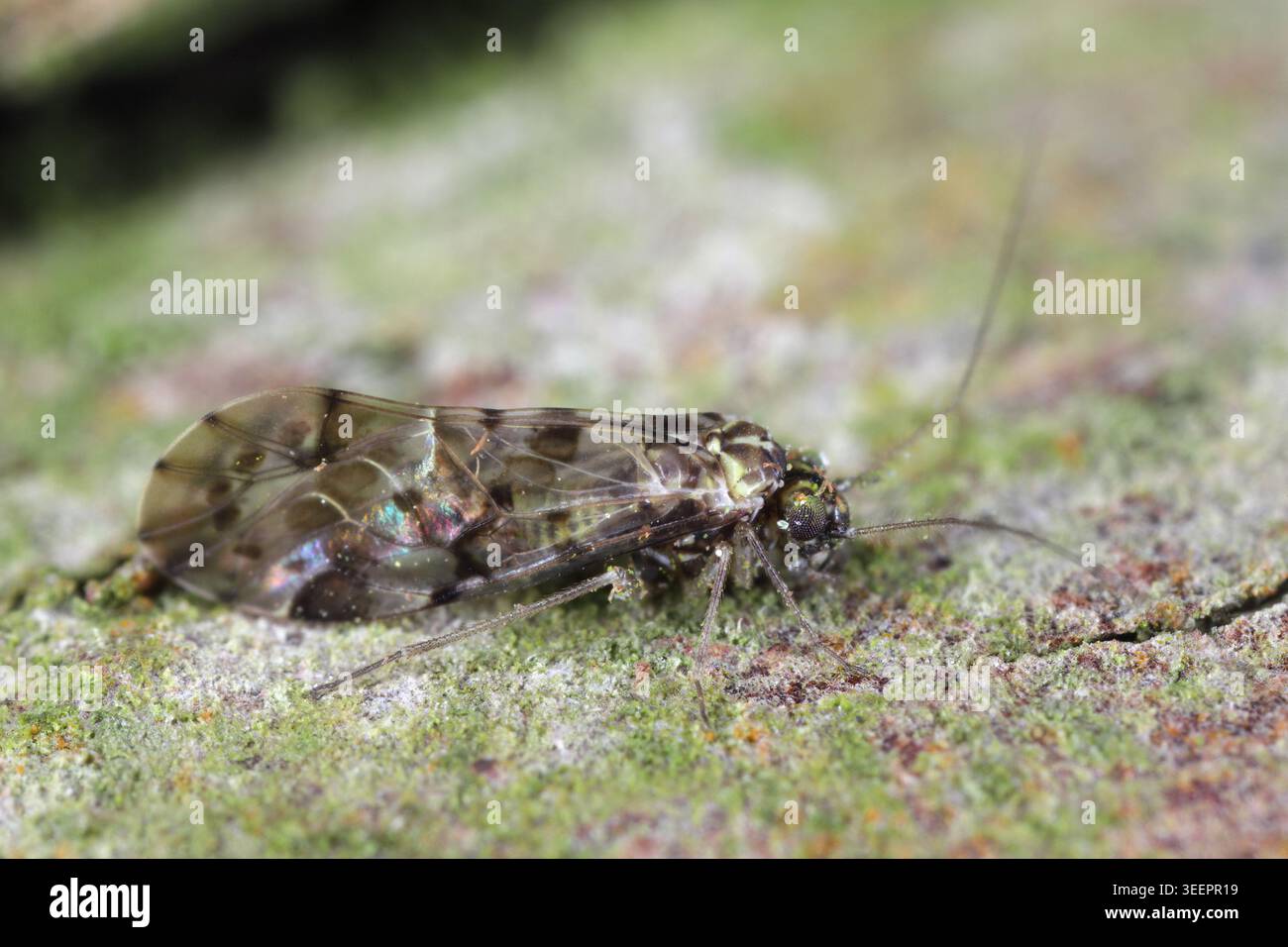 Bookflies Insect Insect in the order Psocoptera, the booklice also known as barklice ...