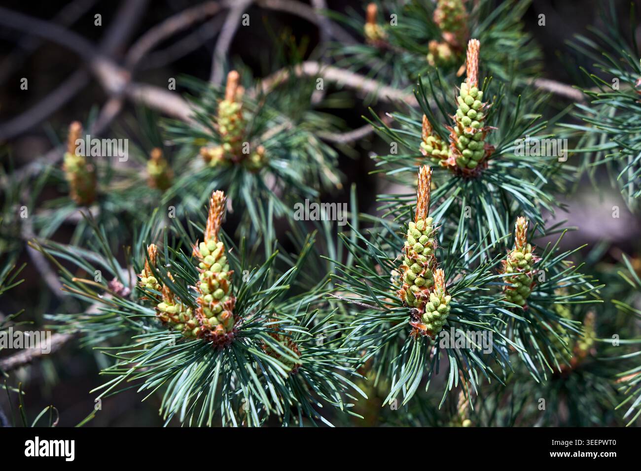 Spring growth of a pine tree, likely Pinus brutia Turkish pine with ...