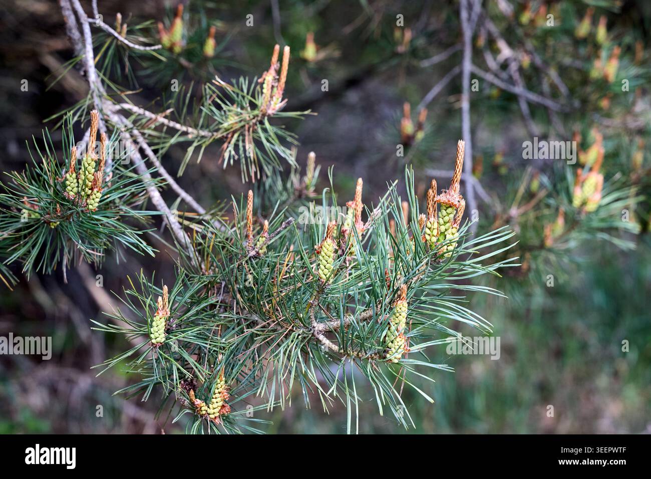 Spring growth of a pine tree, likely Pinus brutia Turkish pine with ...