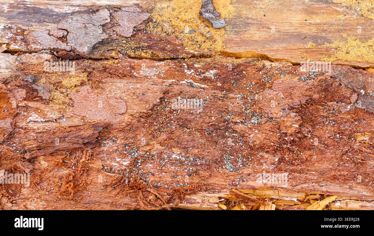 Macro shot exhibiting a heavily textured decaying bark surface, detail and grunge textures. Features earthy tones, ideal for backgrounds within wellne Stock Photo