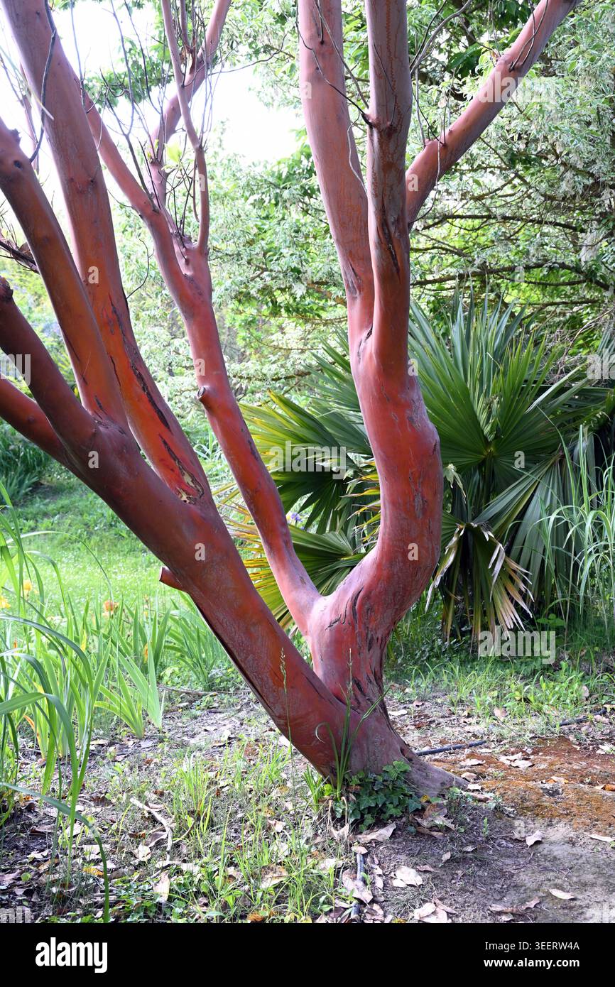 Twisted & Contorted Red Trunk, Bark and Branches of Arbutus andrachne ...