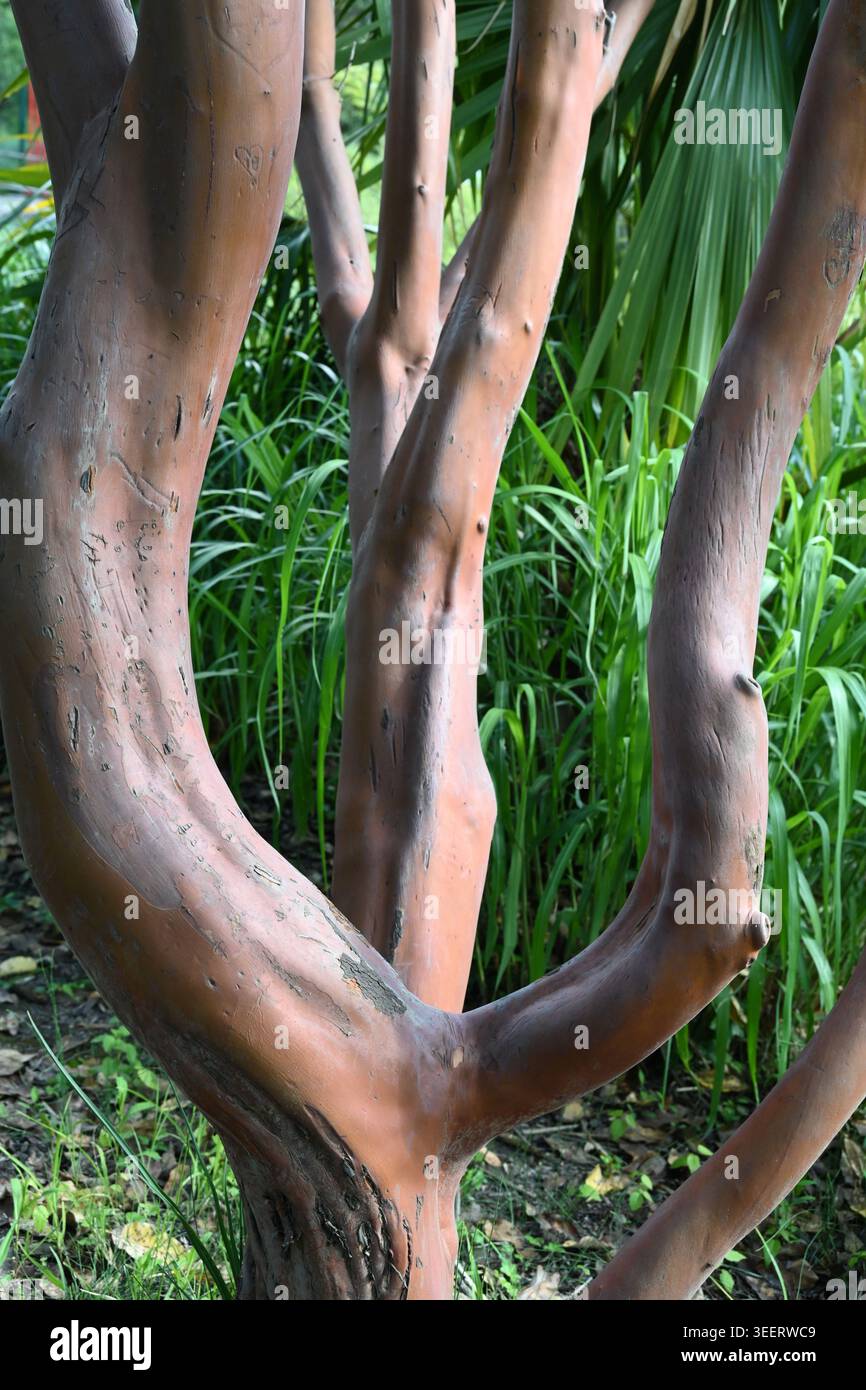 Twisted & Contorted Red Trunk, Bark and Branches of Arbutus andrachne ...