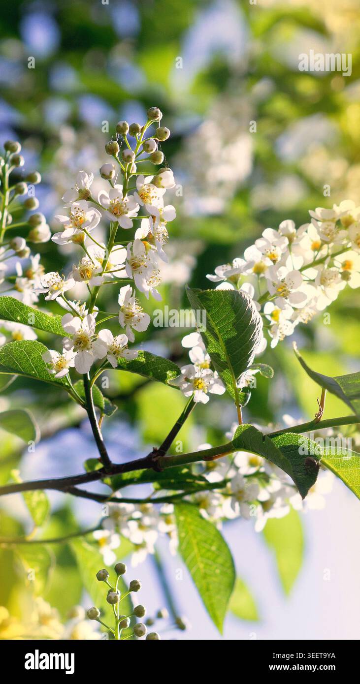 Blooming bird cherry tree branches with white flowers in spring 2 Stock Photo