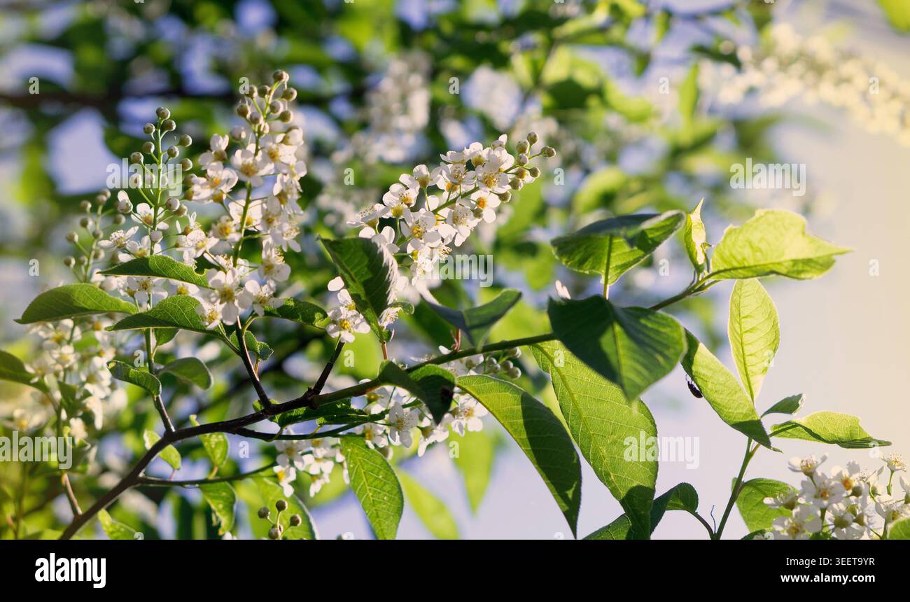 Blooming bird cherry tree branches with white flowers in spring Stock Photo