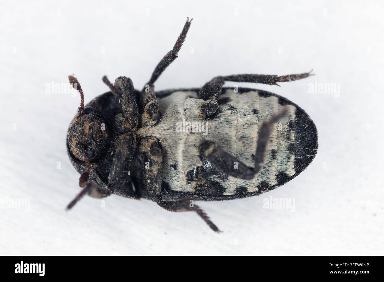 Dermestes laniarius, beetle in the family Dermestidae, the skin beetles ...