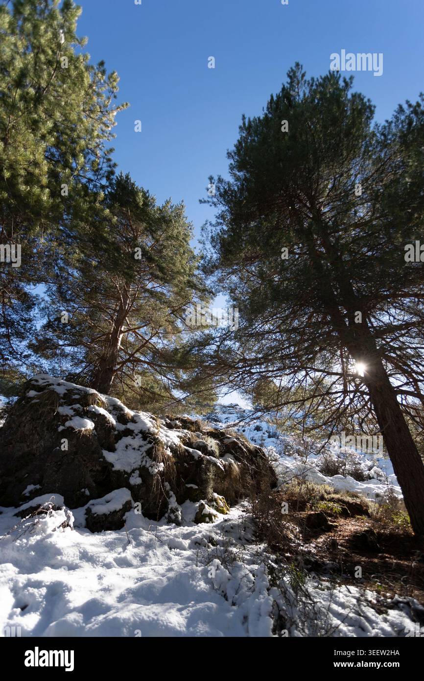 Sun streaming through tall pines onto fresh snow on a winter slope in the Sierra Nevada near Granada, Andalusia, Spain. Stock Photo