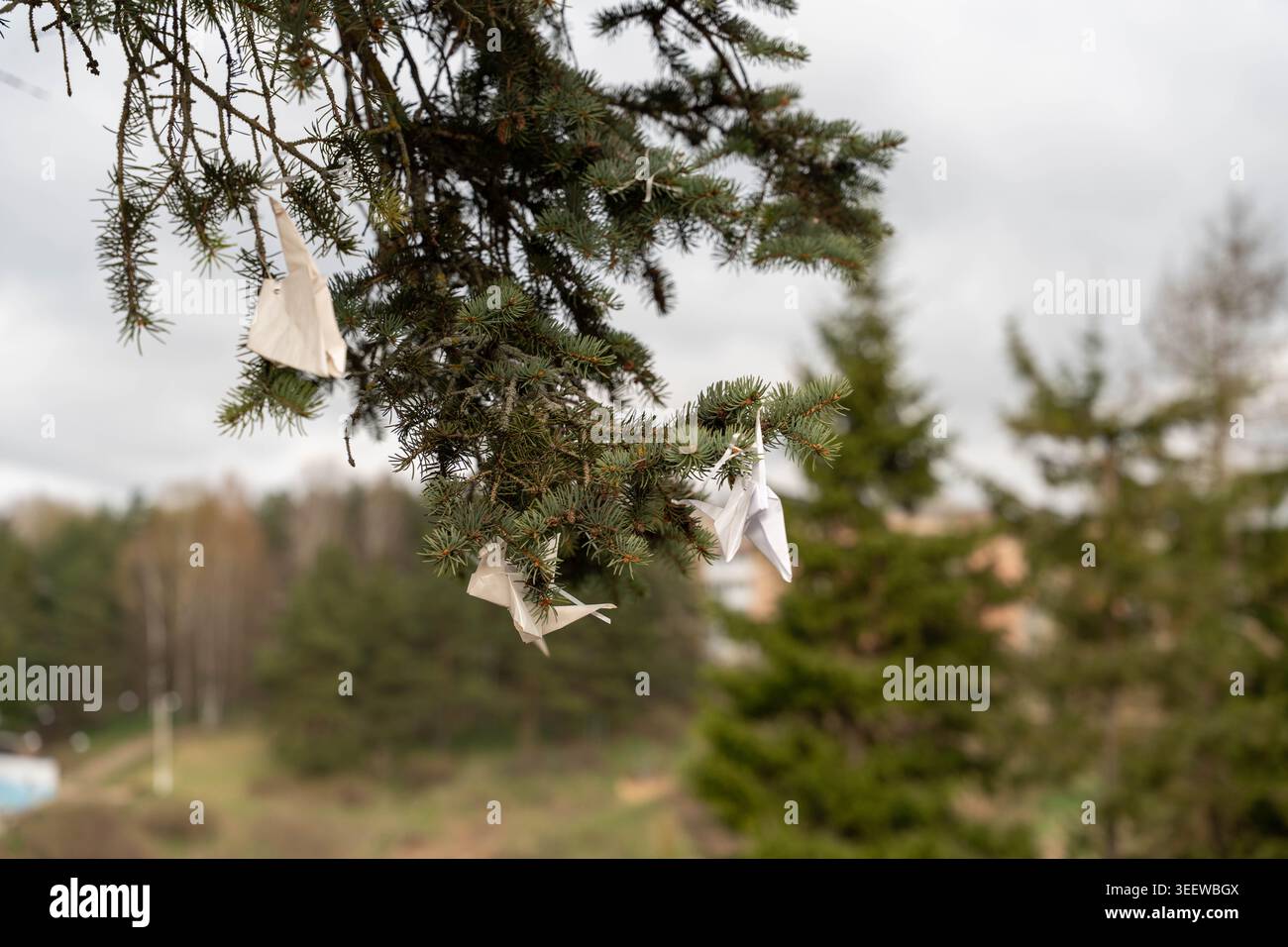 Torn White Ribbons On Fir Branch, Abandoned Festival Decoration Fluttering In Damp Overcast Forest, Close Up Focus On Frayed Fabric And Weathered Stock Photo